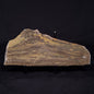 KUSSIELLA CF. KUSSIENSIS, Paleoproterozoic, Canada ZKK005