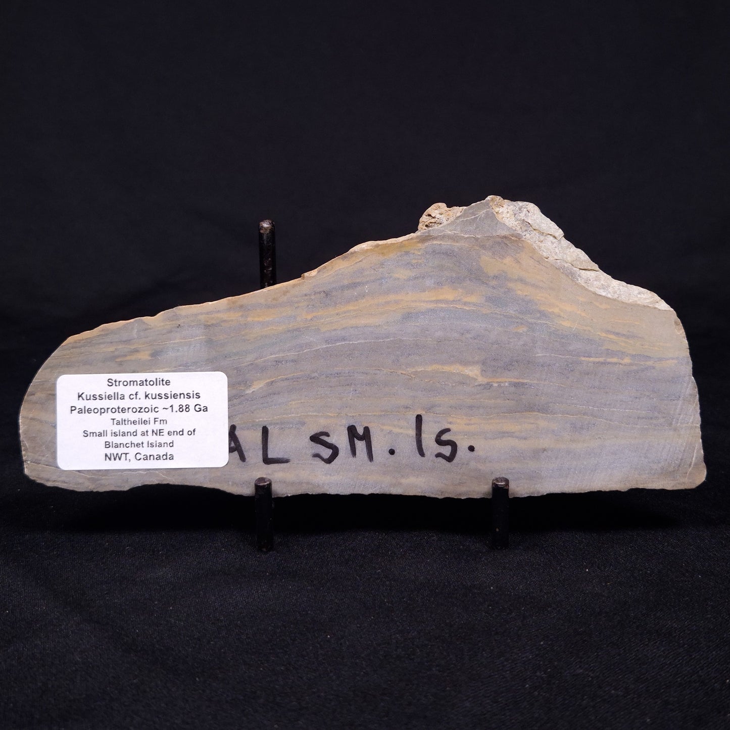 KUSSIELLA CF. KUSSIENSIS, Paleoproterozoic, Canada ZKK005