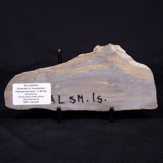 KUSSIELLA CF. KUSSIENSIS, Paleoproterozoic, Canada ZKK005