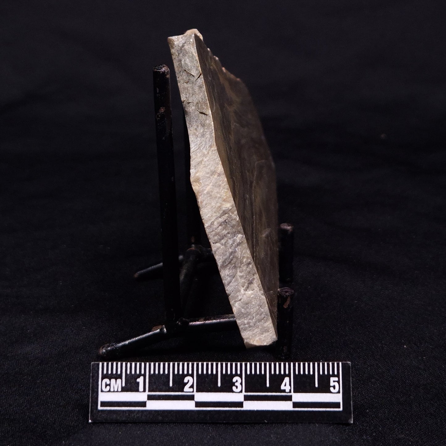 KUSSIELLA CF. KUSSIENSIS, Paleoproterozoic, Canada ZKK005