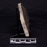KUSSIELLA CF. KUSSIENSIS, Paleoproterozoic, Canada ZKK005