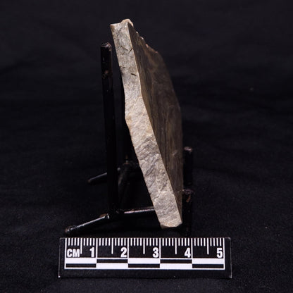 KUSSIELLA CF. KUSSIENSIS, Paleoproterozoic, Canada ZKK005