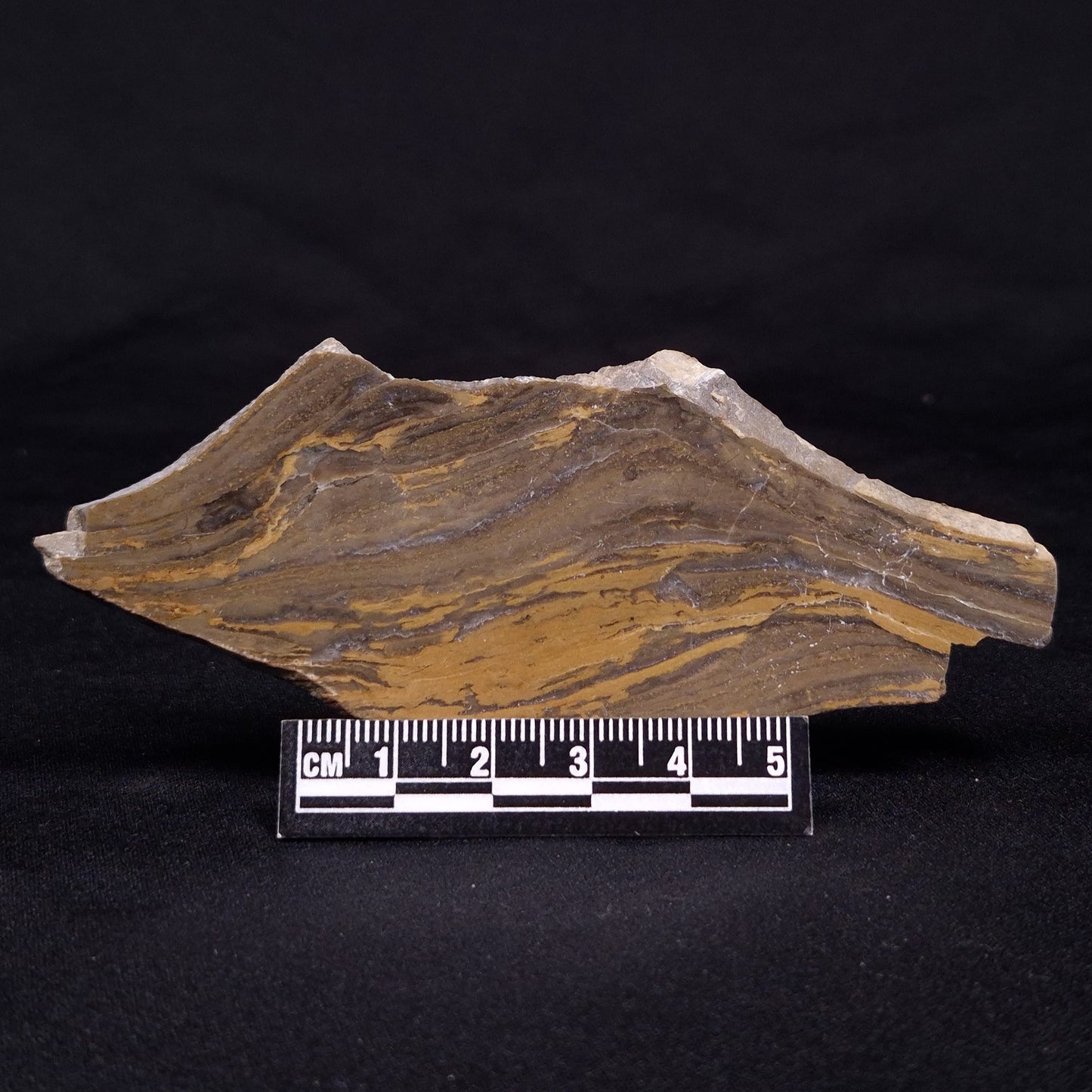 KUSSIELLA CF. KUSSIENSIS, Paleoproterozoic, Canada ZKK006