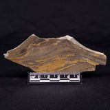 KUSSIELLA CF. KUSSIENSIS, Paleoproterozoic, Canada ZKK006