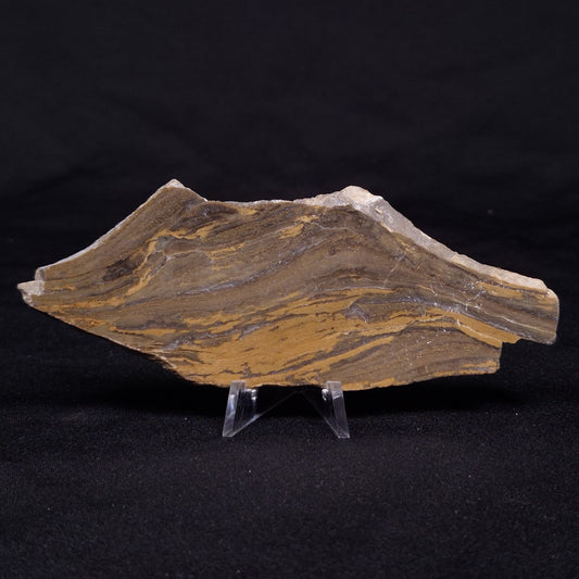 KUSSIELLA CF. KUSSIENSIS, Paleoproterozoic, Canada ZKK006