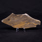KUSSIELLA CF. KUSSIENSIS, Paleoproterozoic, Canada ZKK006