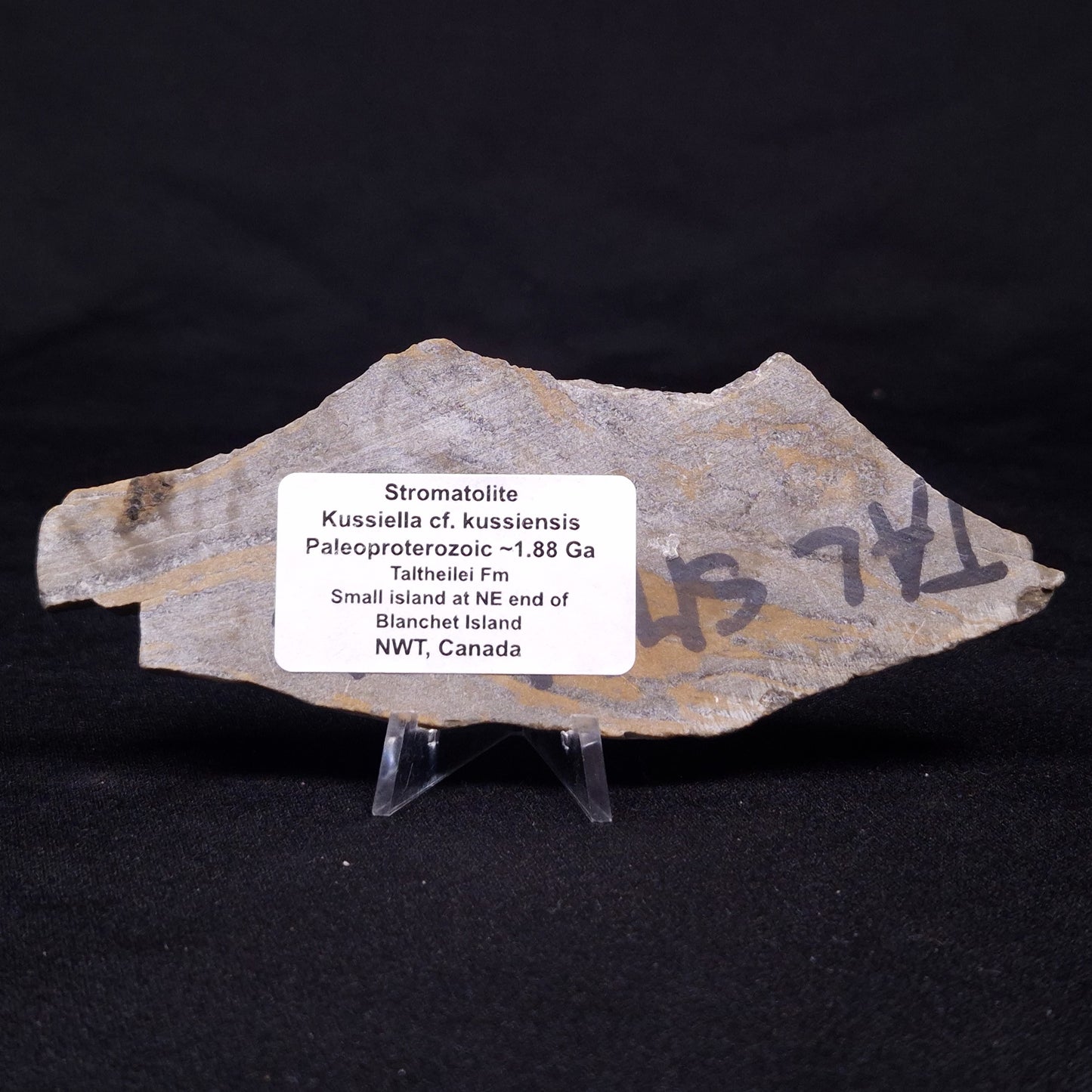 KUSSIELLA CF. KUSSIENSIS, Paleoproterozoic, Canada ZKK006