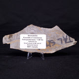KUSSIELLA CF. KUSSIENSIS, Paleoproterozoic, Canada ZKK006
