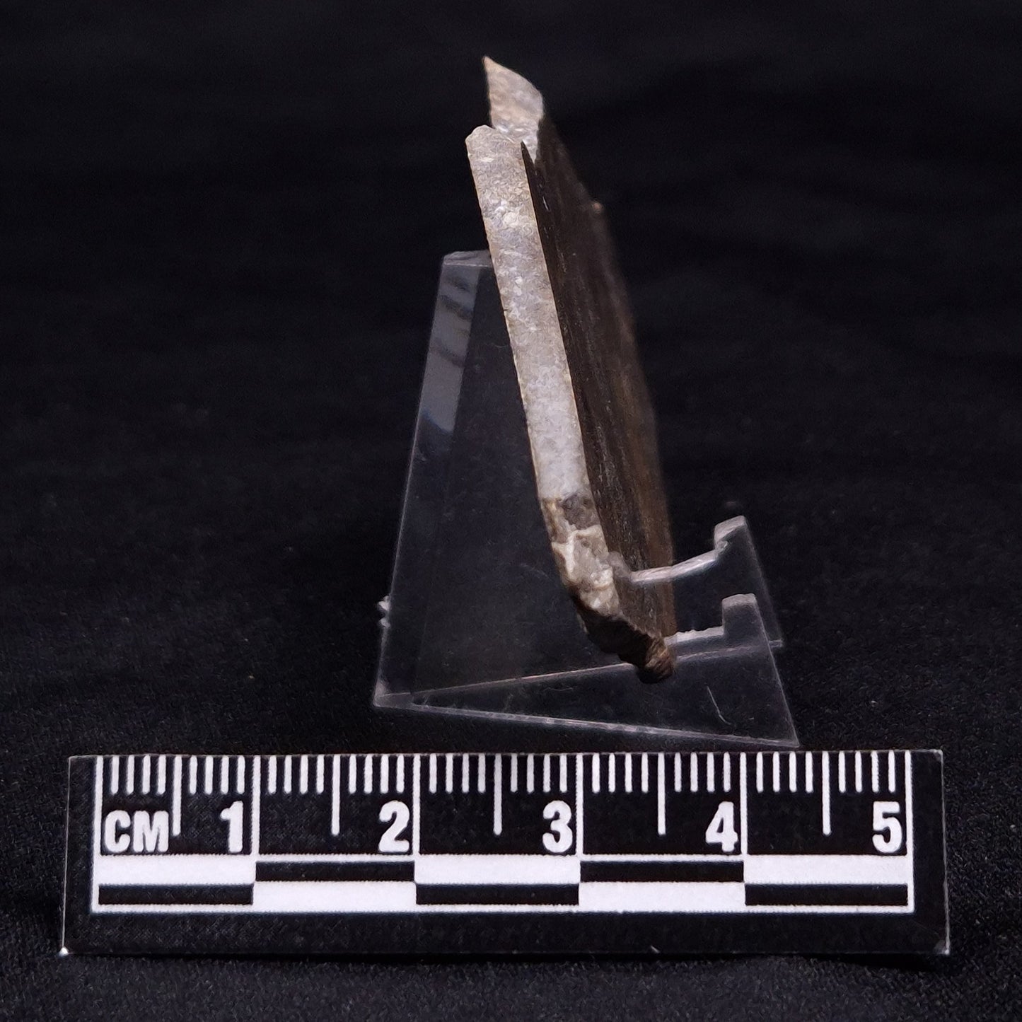 KUSSIELLA CF. KUSSIENSIS, Paleoproterozoic, Canada ZKK006