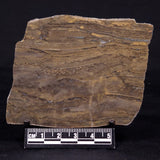 KUSSIELLA CF. KUSSIENSIS, Paleoproterozoic, Canada ZKK007