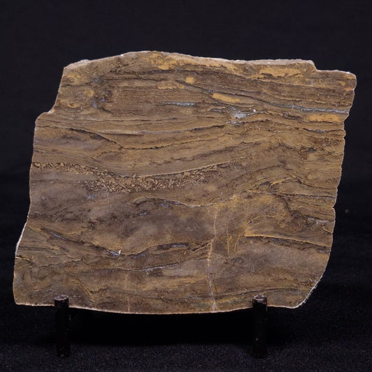 KUSSIELLA CF. KUSSIENSIS, Paleoproterozoic, Canada ZKK007