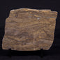 KUSSIELLA CF. KUSSIENSIS, Paleoproterozoic, Canada ZKK007