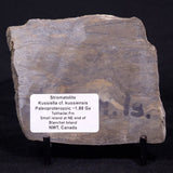 KUSSIELLA CF. KUSSIENSIS, Paleoproterozoic, Canada ZKK007