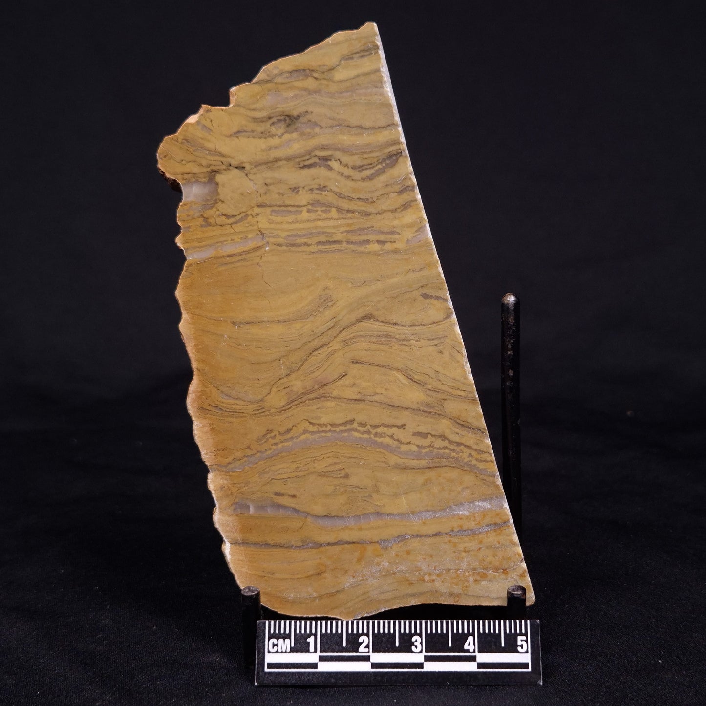 KUSSIELLA CF. KUSSIENSIS, Paleoproterozoic, Canada ZKK008