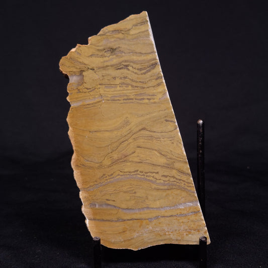 KUSSIELLA CF. KUSSIENSIS, Paleoproterozoic, Canada ZKK008