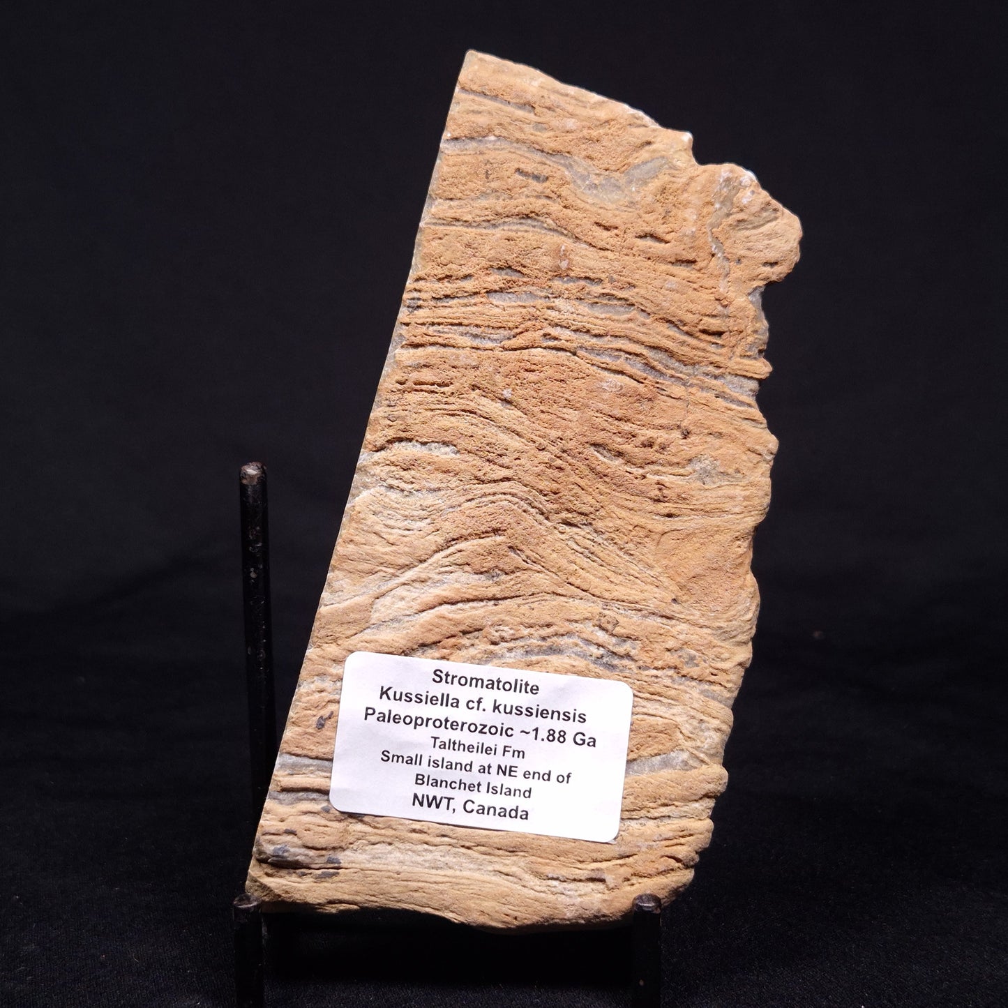 KUSSIELLA CF. KUSSIENSIS, Paleoproterozoic, Canada ZKK008