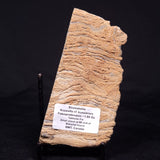 KUSSIELLA CF. KUSSIENSIS, Paleoproterozoic, Canada ZKK008