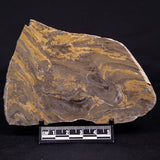 KUSSIELLA CF. KUSSIENSIS, Paleoproterozoic, Canada ZKK009