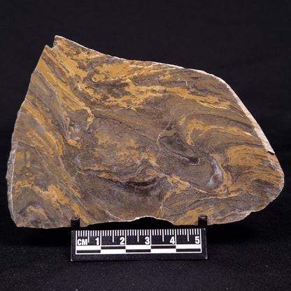KUSSIELLA CF. KUSSIENSIS, Paleoproterozoic, Canada ZKK009