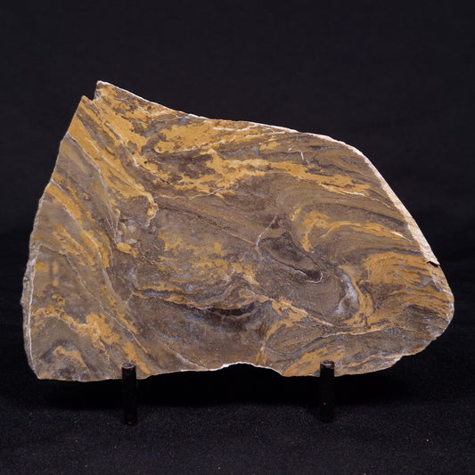 KUSSIELLA CF. KUSSIENSIS, Paleoproterozoic, Canada ZKK009