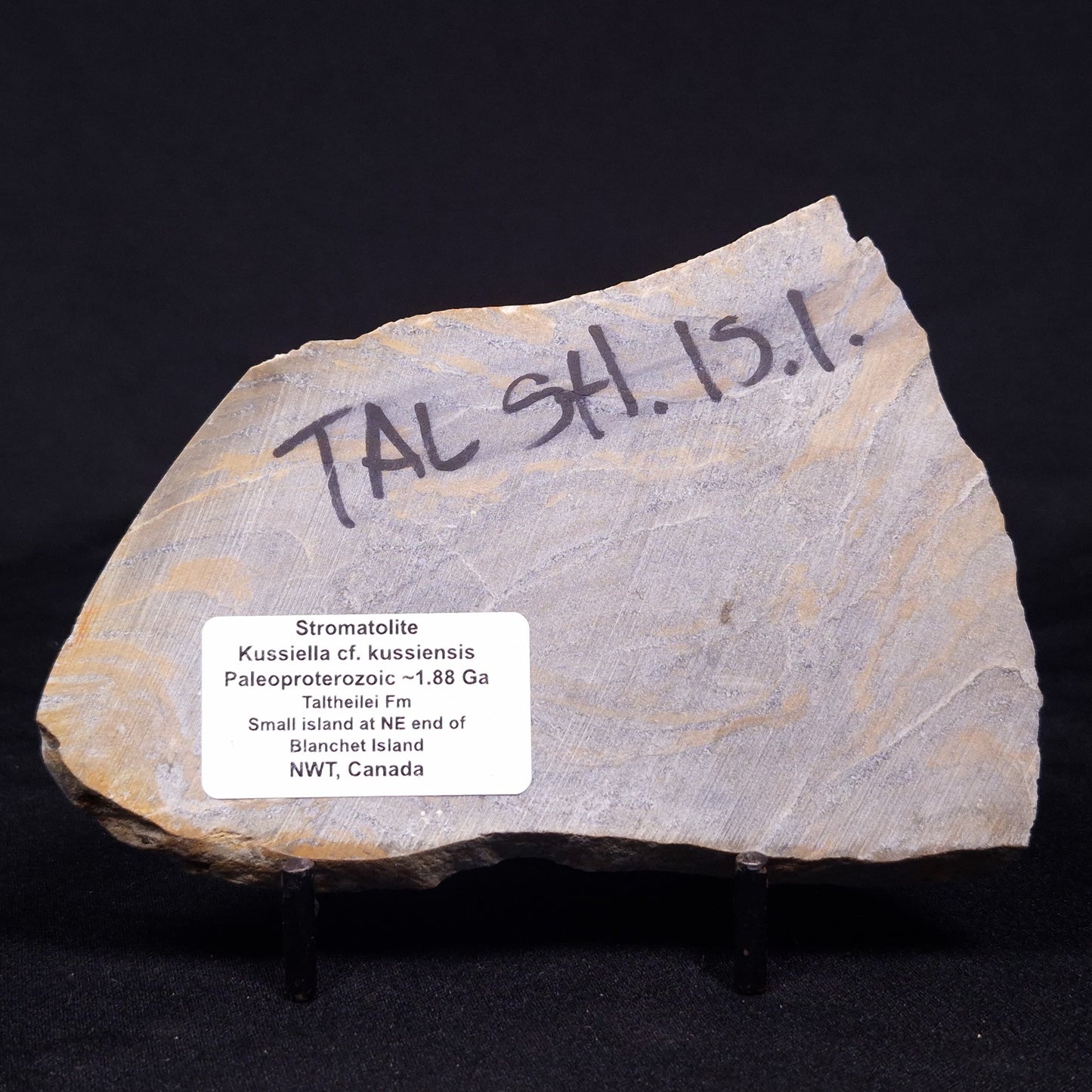 KUSSIELLA CF. KUSSIENSIS, Paleoproterozoic, Canada ZKK009