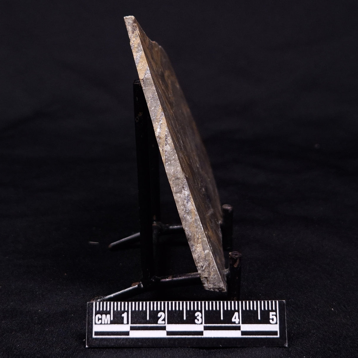 KUSSIELLA CF. KUSSIENSIS, Paleoproterozoic, Canada ZKK009
