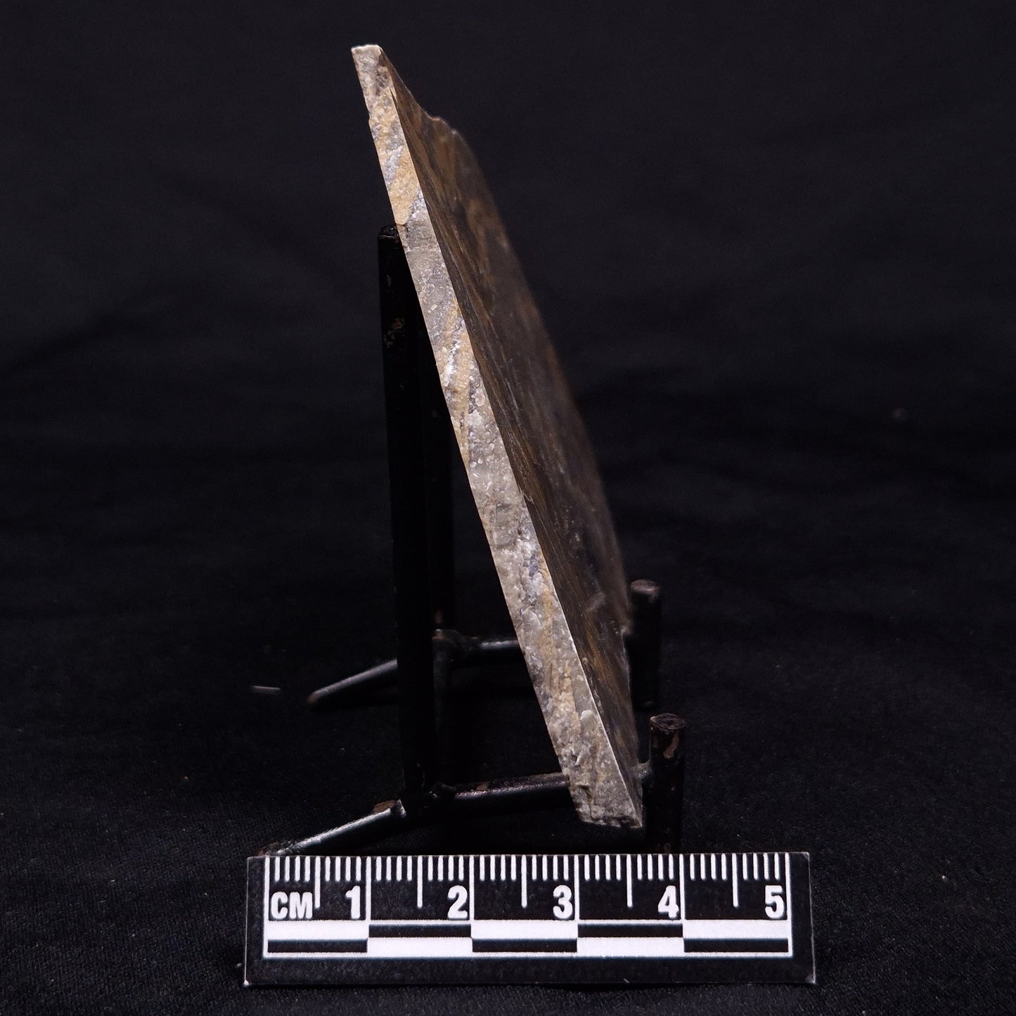 KUSSIELLA CF. KUSSIENSIS, Paleoproterozoic, Canada ZKK009