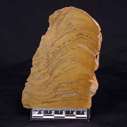 KUSSIELLA CF. KUSSIENSIS, Paleoproterozoic, Canada ZKK010