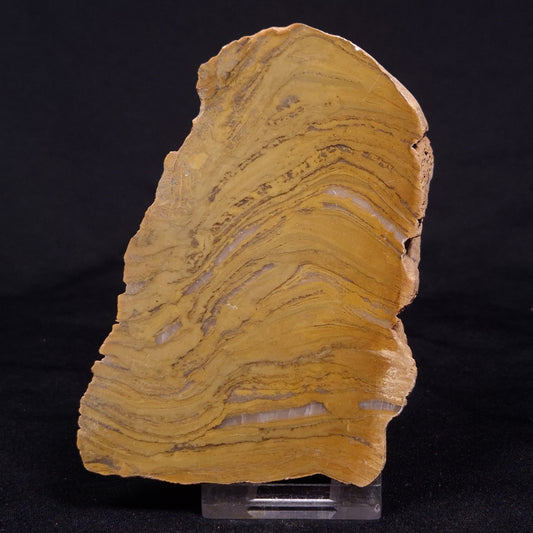 KUSSIELLA CF. KUSSIENSIS, Paleoproterozoic, Canada ZKK010