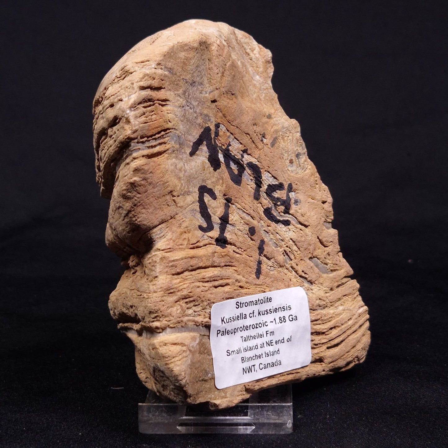 KUSSIELLA CF. KUSSIENSIS, Paleoproterozoic, Canada ZKK010