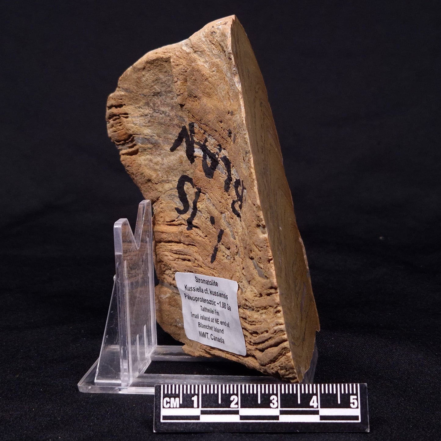 KUSSIELLA CF. KUSSIENSIS, Paleoproterozoic, Canada ZKK010