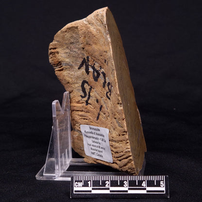 KUSSIELLA CF. KUSSIENSIS, Paleoproterozoic, Canada ZKK010