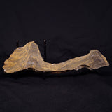 KUSSIELLA CF. KUSSIENSIS, Paleoproterozoic, Canada ZKK011