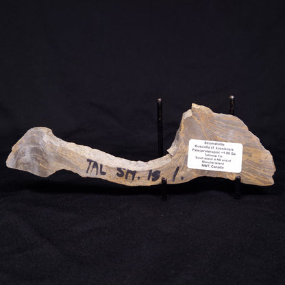 KUSSIELLA CF. KUSSIENSIS, Paleoproterozoic, Canada ZKK011