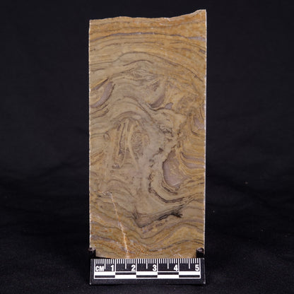 KUSSIELLA CF. KUSSIENSIS, Paleoproterozoic, Canada ZKK012
