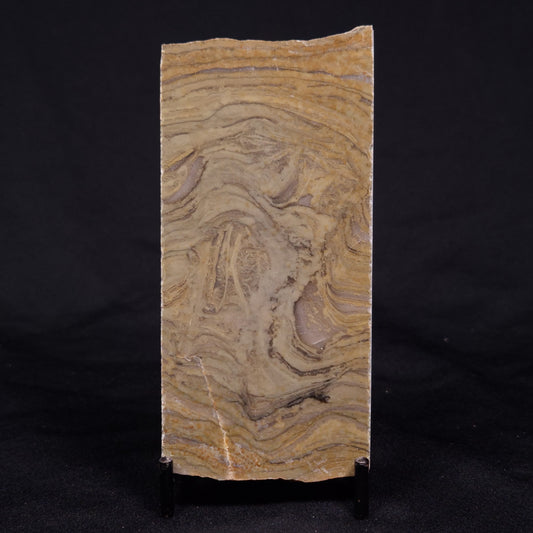 KUSSIELLA CF. KUSSIENSIS, Paleoproterozoic, Canada ZKK012
