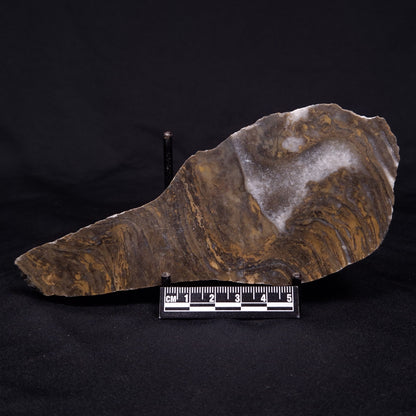 KUSSIELLA CF. KUSSIENSIS, Paleoproterozoic, Canada ZKK013