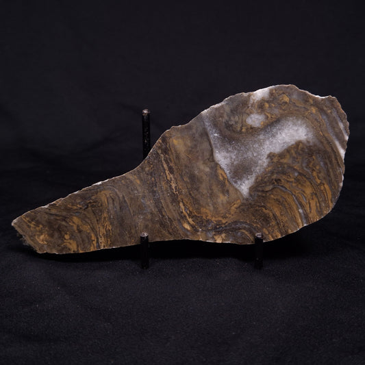 KUSSIELLA CF. KUSSIENSIS, Paleoproterozoic, Canada ZKK013