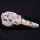 KUSSIELLA CF. KUSSIENSIS, Paleoproterozoic, Canada ZKK013