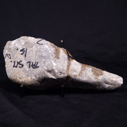KUSSIELLA CF. KUSSIENSIS, Paleoproterozoic, Canada ZKK013
