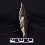 KUSSIELLA CF. KUSSIENSIS, Paleoproterozoic, Canada ZKK013