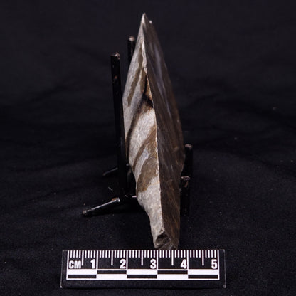 KUSSIELLA CF. KUSSIENSIS, Paleoproterozoic, Canada ZKK013
