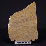 KUSSIELLA CF. KUSSIENSIS, Paleoproterozoic, Canada ZKK014