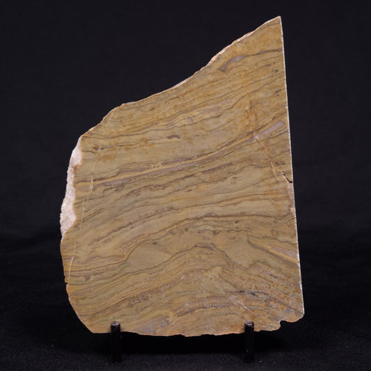 KUSSIELLA CF. KUSSIENSIS, Paleoproterozoic, Canada ZKK014