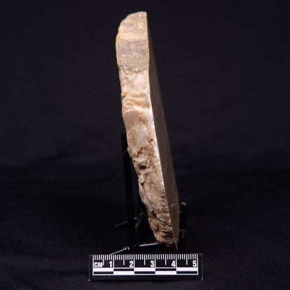 KUSSIELLA CF. KUSSIENSIS, Paleoproterozoic, Canada ZKK014
