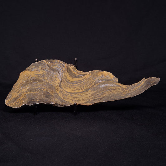 KUSSIELLA CF. KUSSIENSIS, Paleoproterozoic, Canada ZKK015