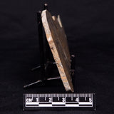 KUSSIELLA CF. KUSSIENSIS, Paleoproterozoic, Canada ZKK015