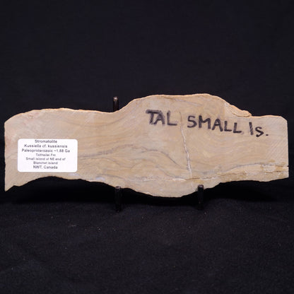 KUSSIELLA CF. KUSSIENSIS, Paleoproterozoic, Canada ZKK016