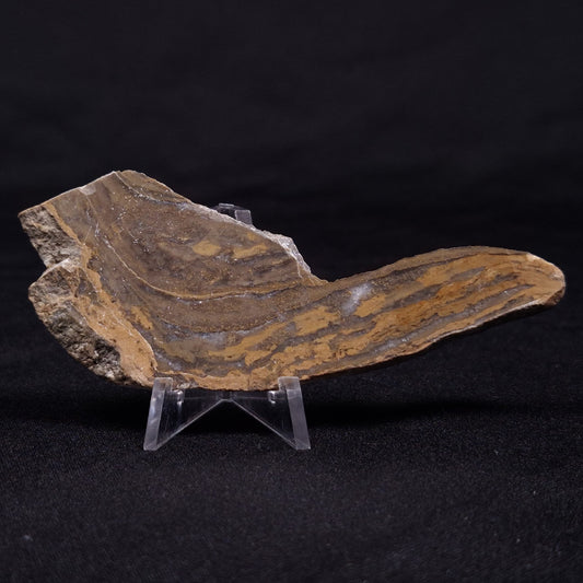 KUSSIELLA CF. KUSSIENSIS, Paleoproterozoic, Canada ZKK017