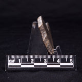 KUSSIELLA CF. KUSSIENSIS, Paleoproterozoic, Canada ZKK017
